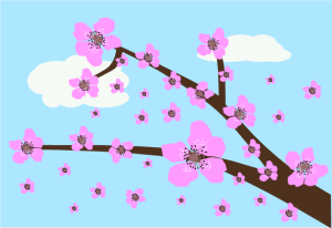 cherry_blossoms